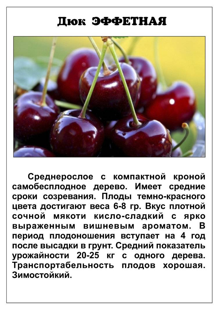 Сорта вишни для средней полосы россии с фото и описанием