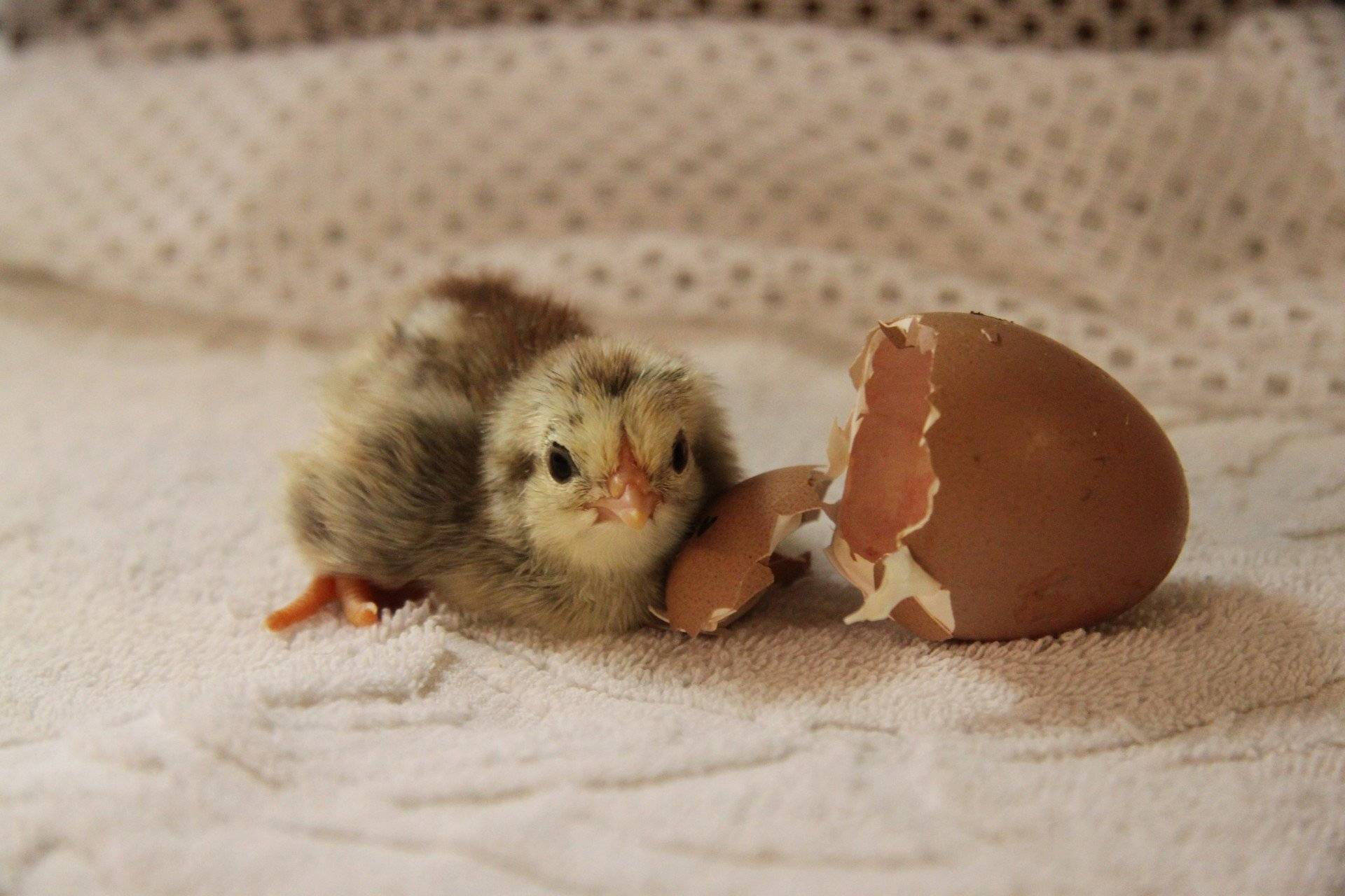 Развитие цыпленка в яйце по дням: фото, стадии и инкубация