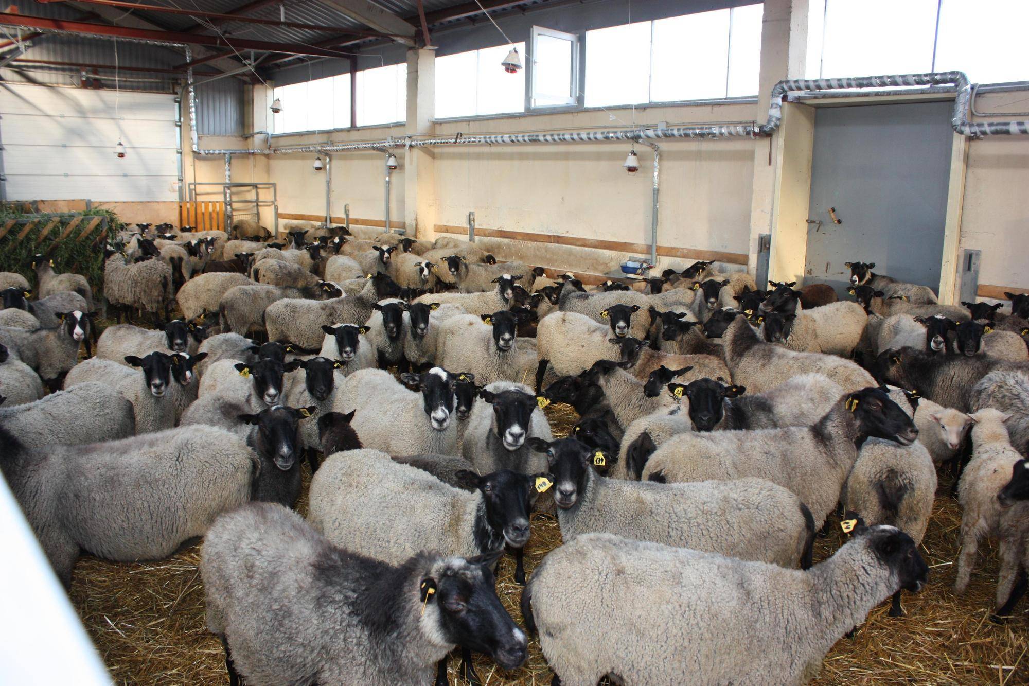 Разведение овец как бизнес: с чего начать, основные затраты