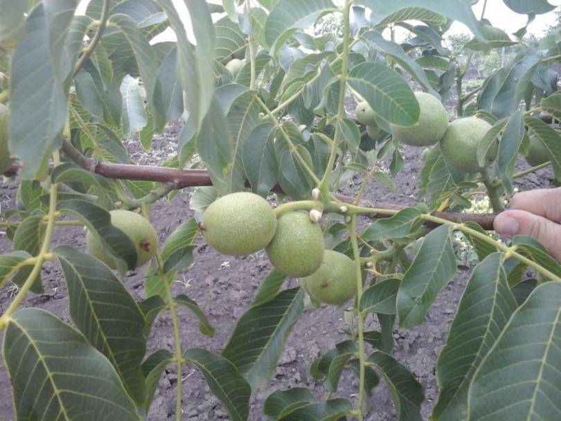 Сорта и выращивание грецкого ореха - дачная жизнь