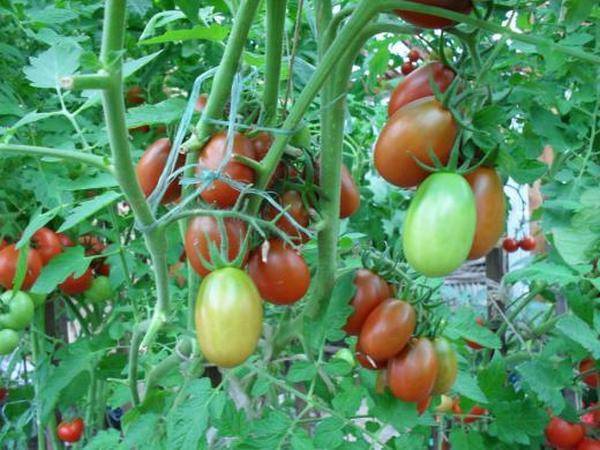Особенности кистевого сорта томата черный мавр