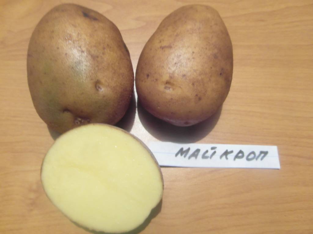 Картофель агата: описание сорта, характеристика, фото