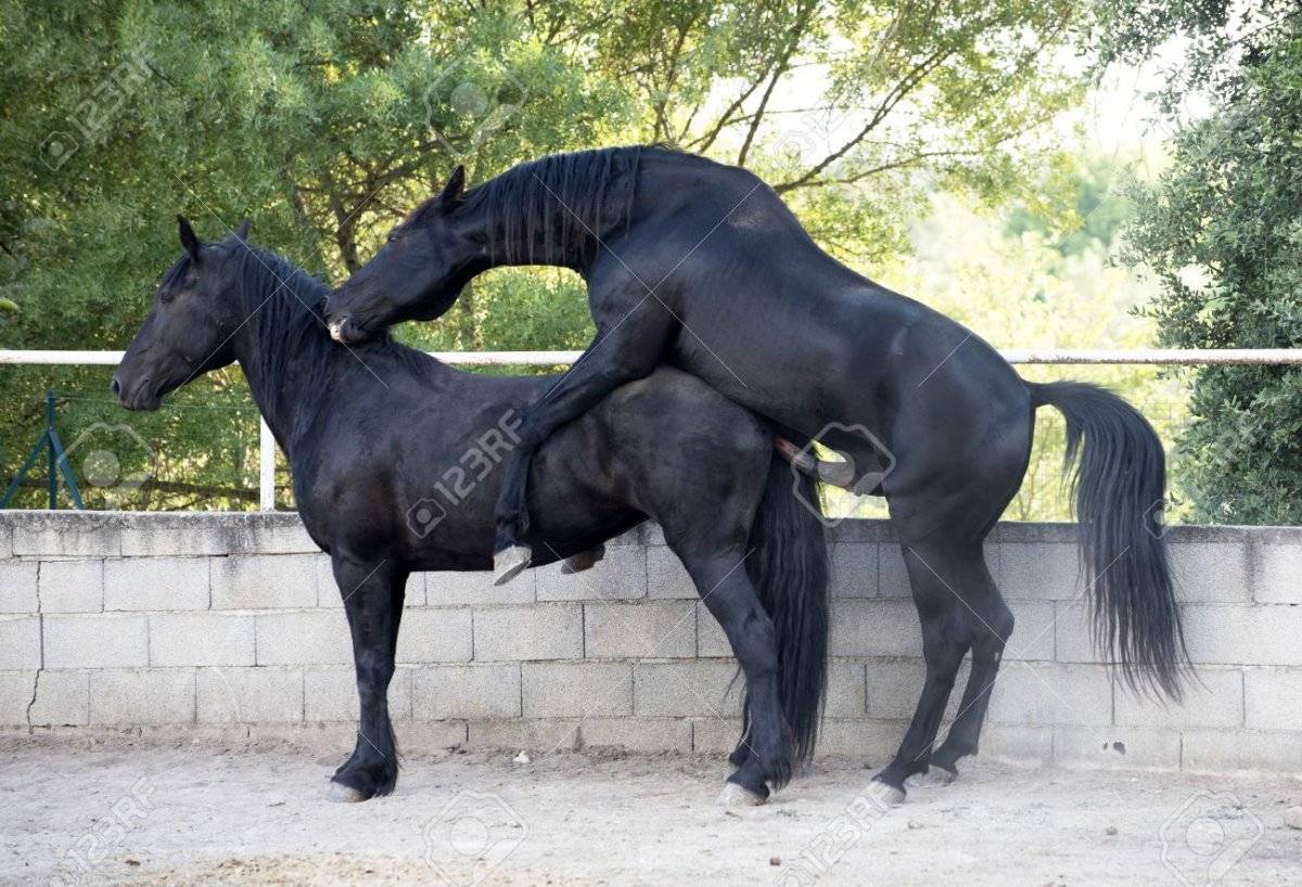 Размножение лошадей