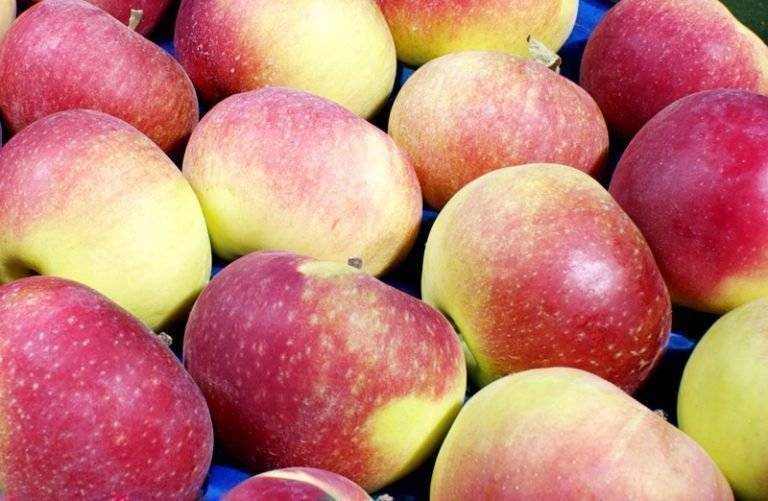Яблоня лобо – сладкий сорт без особых хлопот