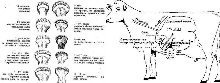 Язык коровы схема