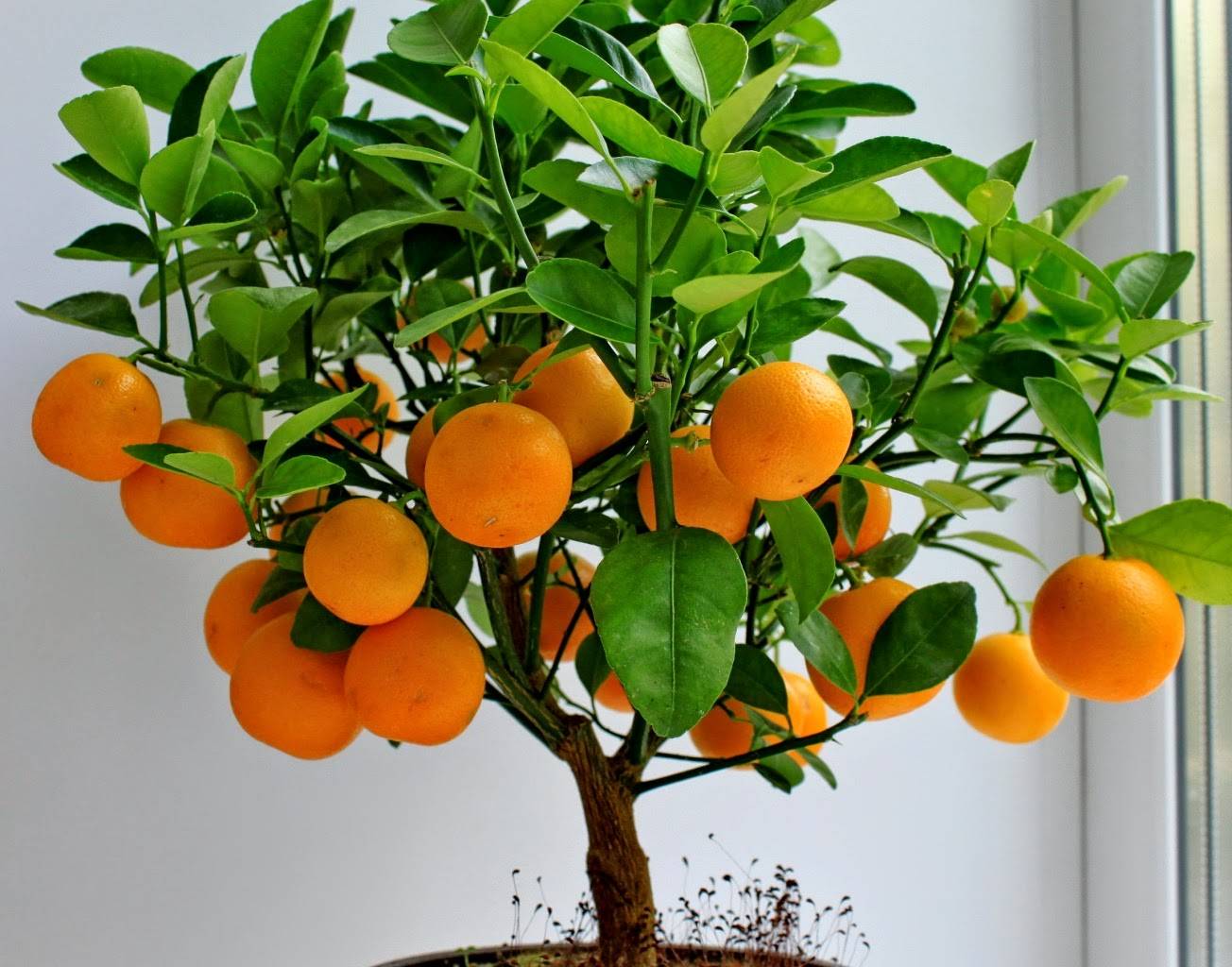Как вырастить апельсин из косточки в домашних условиях, фото, посадка и уход
