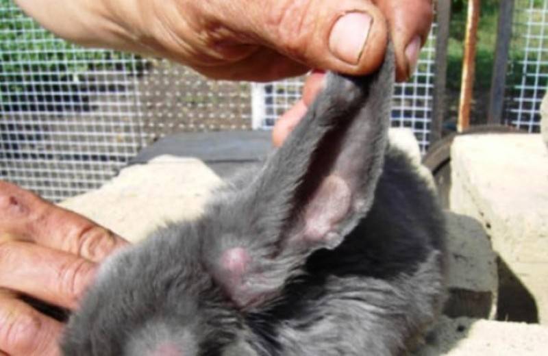 Опасные для человека болезни кроликов: описание и фото, симптомы и лечение, профилактика и видео