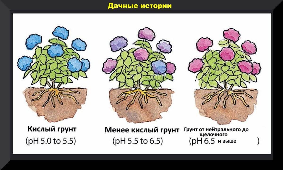 Схема посадки гортензии древовидной