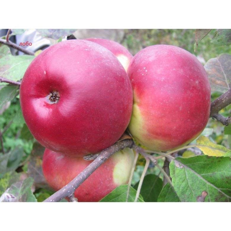 Сорт яблок краса свердловская описание, фото, отзывы