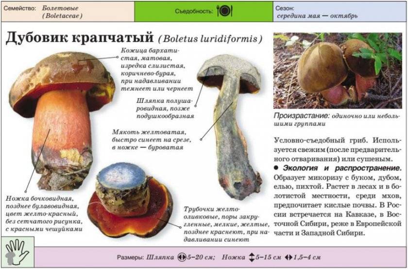Гриб дубовик съедобный или нет. поддубник (boletus lur />фото и описание гриба поддубника