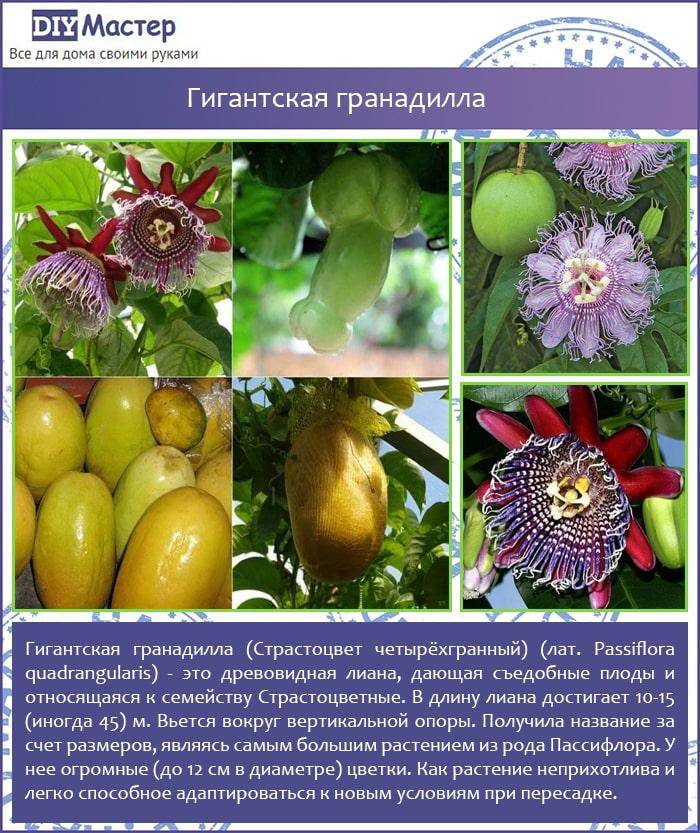 Пассифлора (страстоцвет)- выращивание и уход в домашних условиях