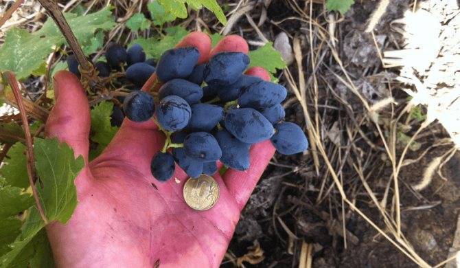 Виноград ромбик: описание сорта, фото, отзывы