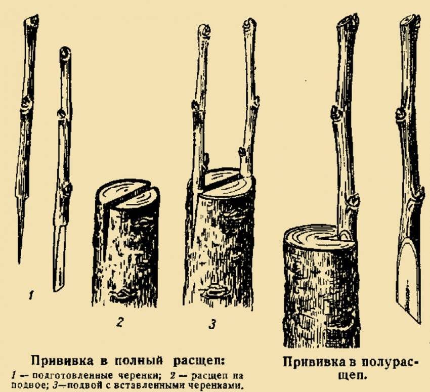 Прививка яблони в расщеп весной поэтапно с рисунком