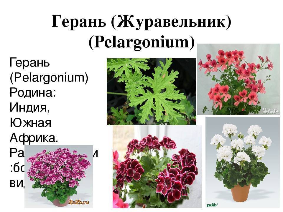 Пеларгония дениз: посадка, выращивание и уход, а также фото этого растения