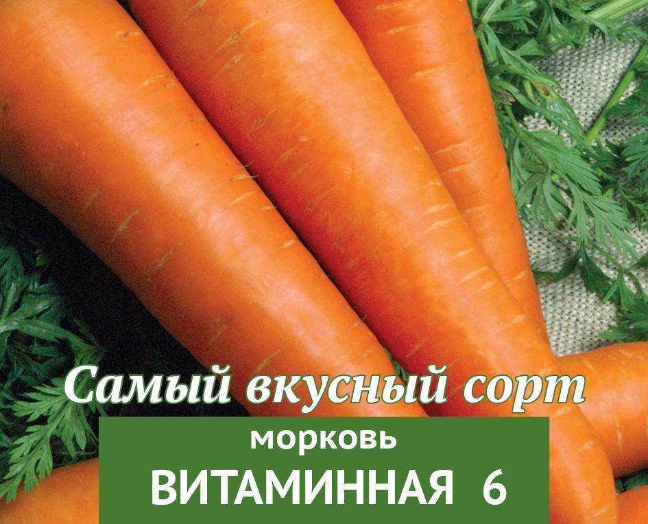 Морковь сорта витаминная: ботаническое описание и характеристика, плюсы и минусы, выращивание и уход, фото, отзывы