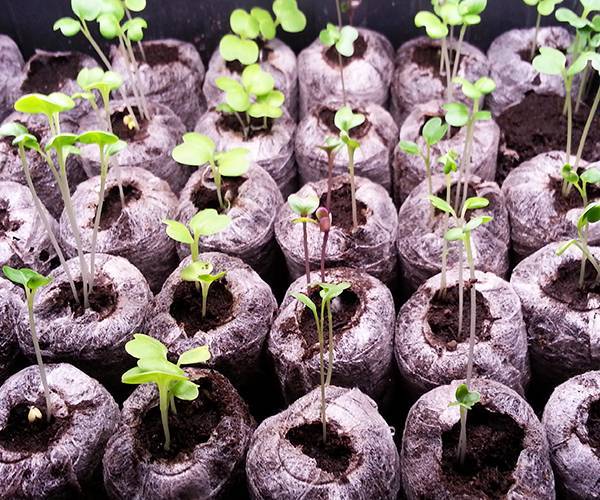 Можно ли выращивать рассаду огурцов в торфяных таблетках - дневник садовода semena-zdes.ru