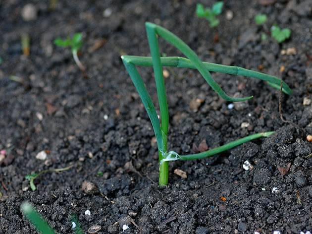 Фиксай лук батун. Лук-батун, или татарка Allium fistulosum. Лук батун изумрудный выращивание из семян в открытом грунте. Лук Лонг Токио выращивание из семян.