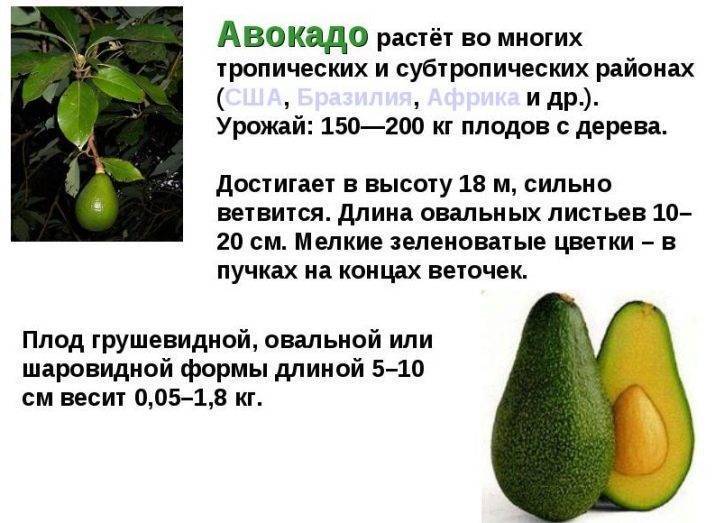 Как растет дерево авокадо: особенности роста, уход за растением и фото - sadovnikam.ru