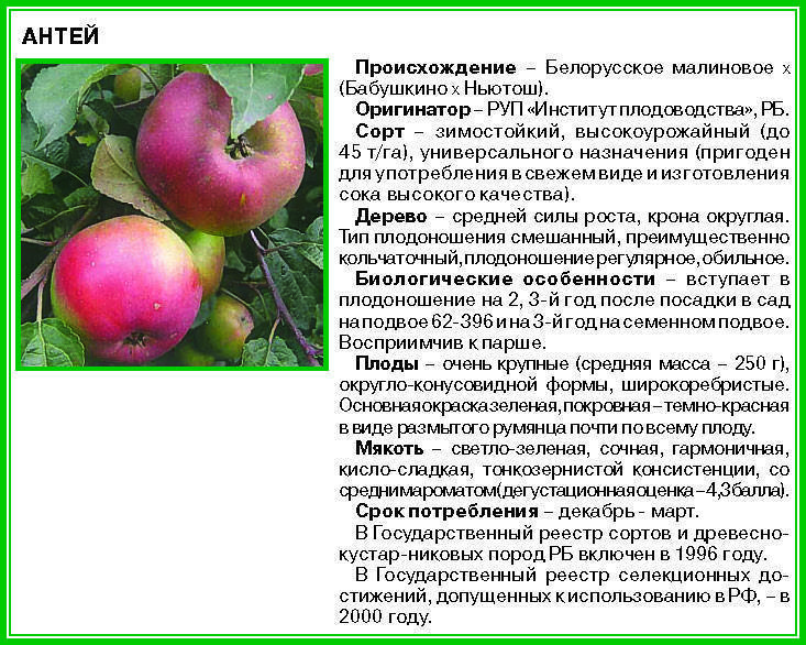 Сладкоежка яблоня описание сорта фото