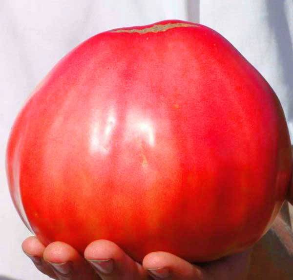 Томат любящее сердце красное от уральского дачника: отзывы, фото, урожайность помидора