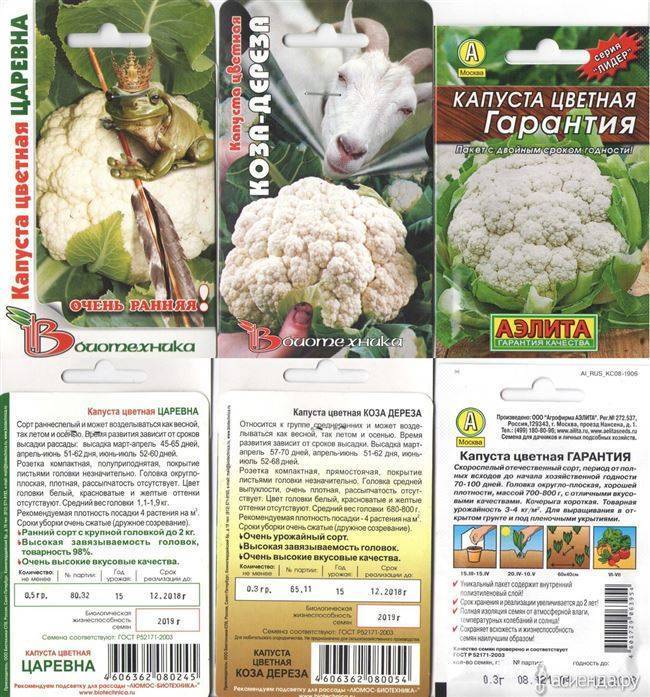Лучшие ранние сорта цветной капусты для россии и ее регионов