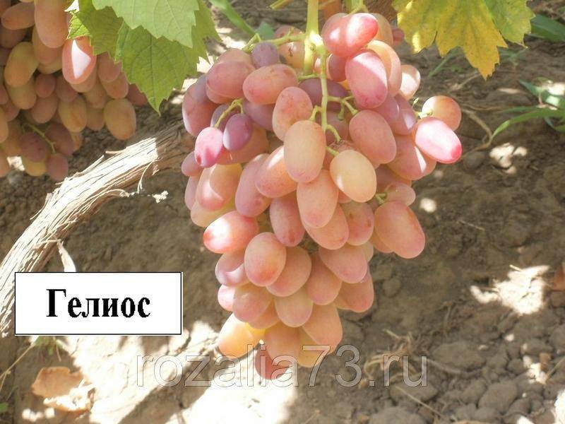 Виноград гелиос: описание сорта, фото и отзывы