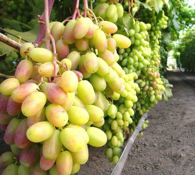 Виноград преображение: особенности сорта, секреты урожая, история