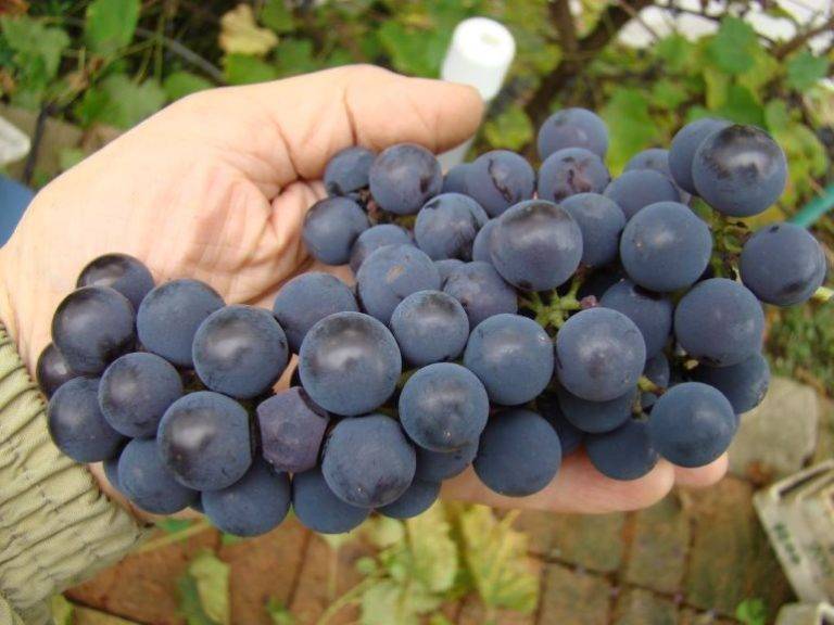 Виноград "альфа": описание сорта, фото, отзывы