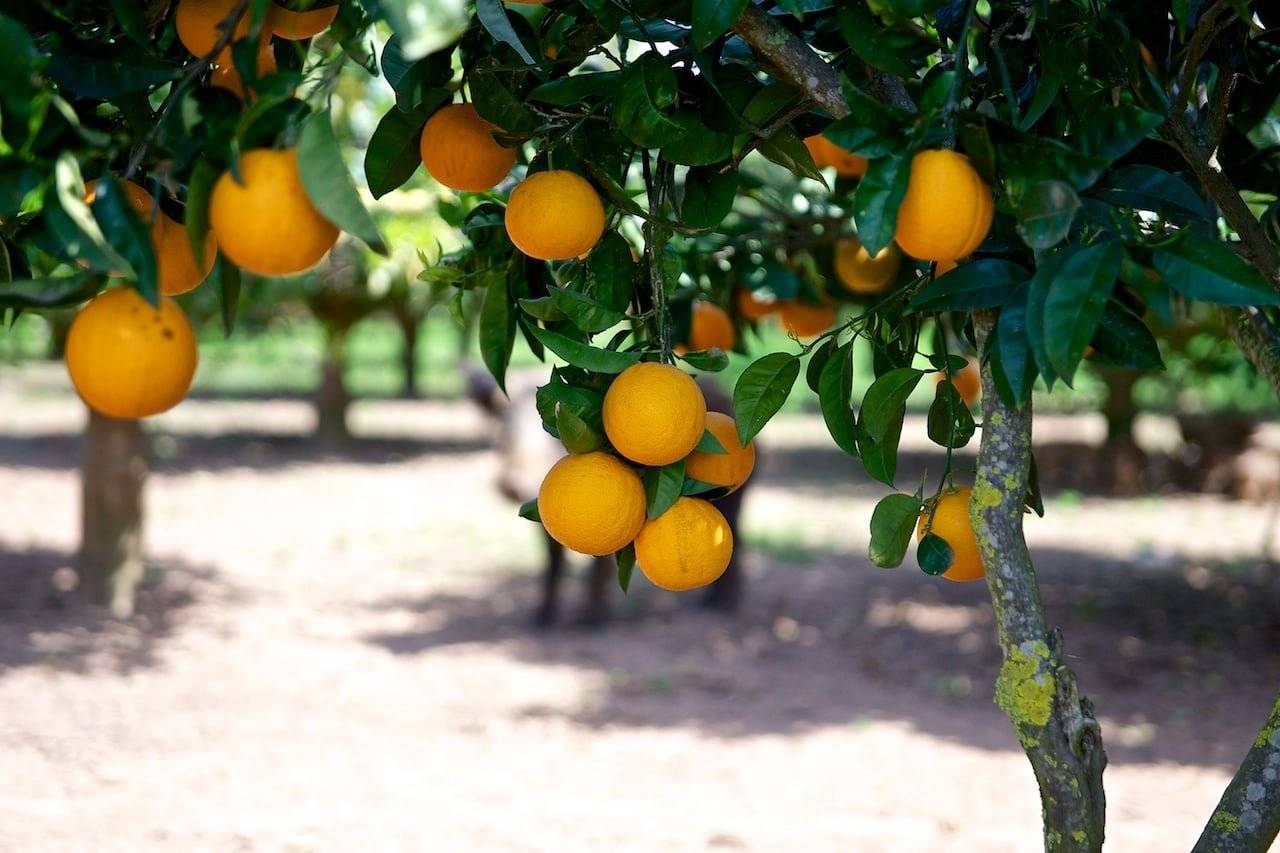 Апельсин: что за фрукт, где растет, состав, польза, вред, применение