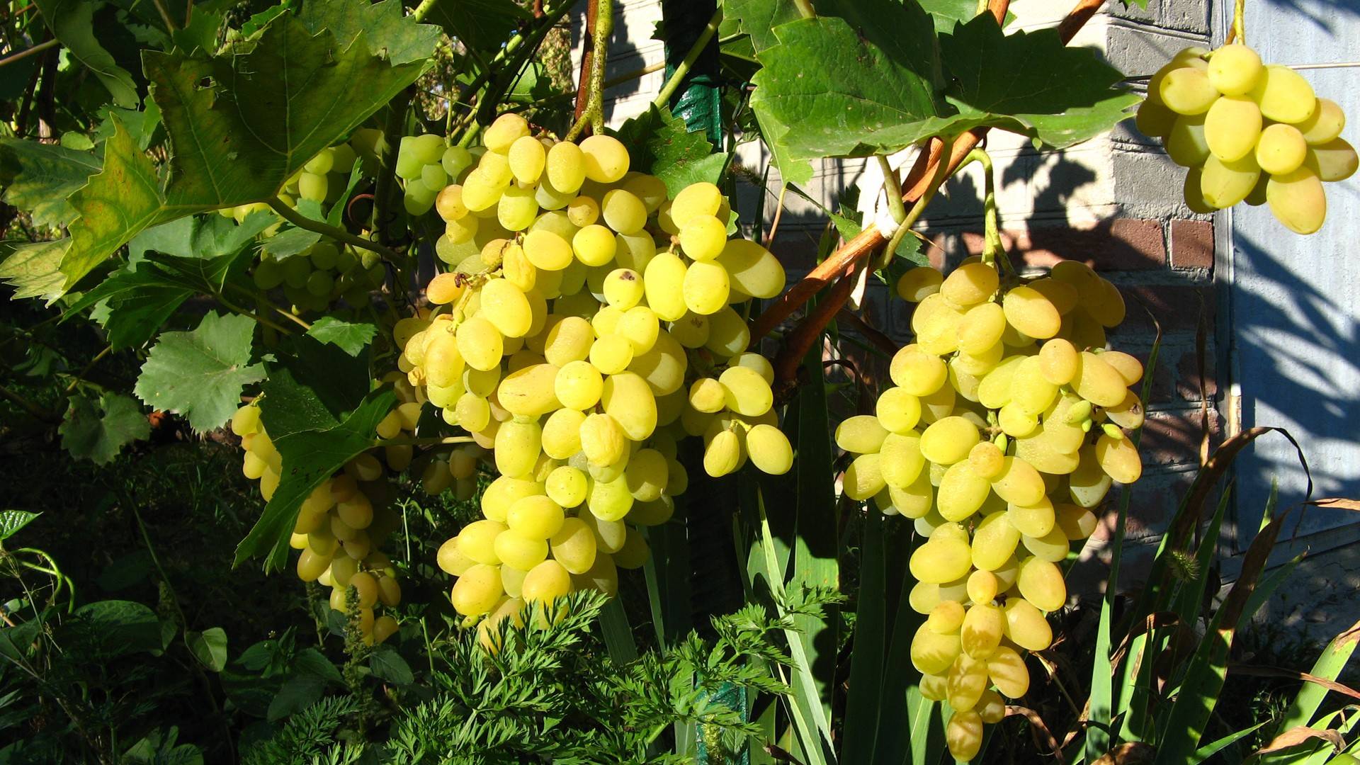 Виноград восторг: описание сорта, отзывы, фото