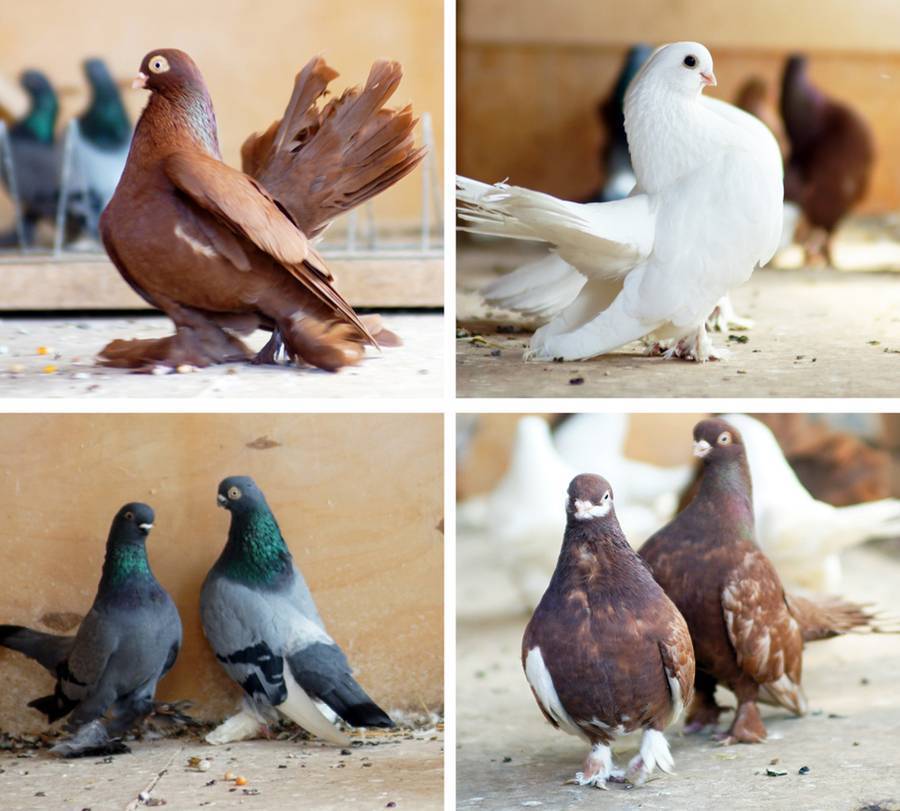 Продолжительность жизни голубей: домашних, диких и городских, как узнать возраст