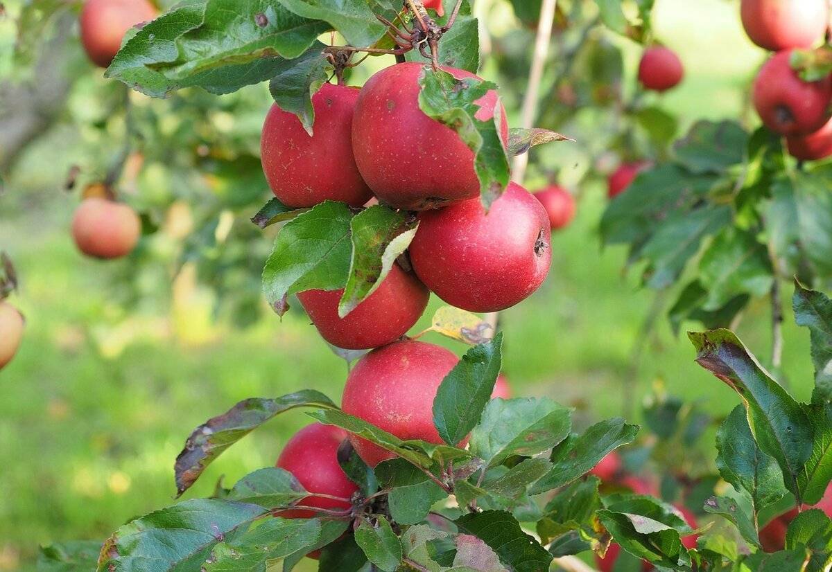 Характеристика яблони сорта коваленковское с фото