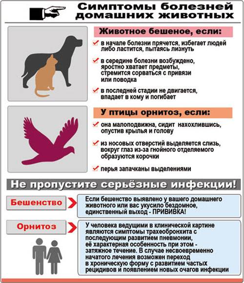 Орнитоз у голубей: описание болезни, симптомы и особенности лечения