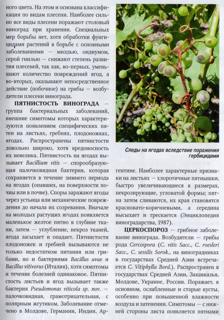 Болезни винограда на листьях описание с фотографиями и способы лечения серый налет