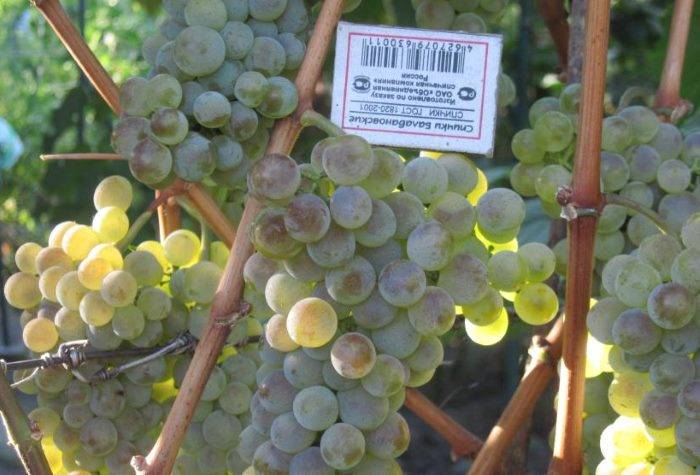 Сорт винограда бианка: что нужно знать о нем, описание сорта, отзывы