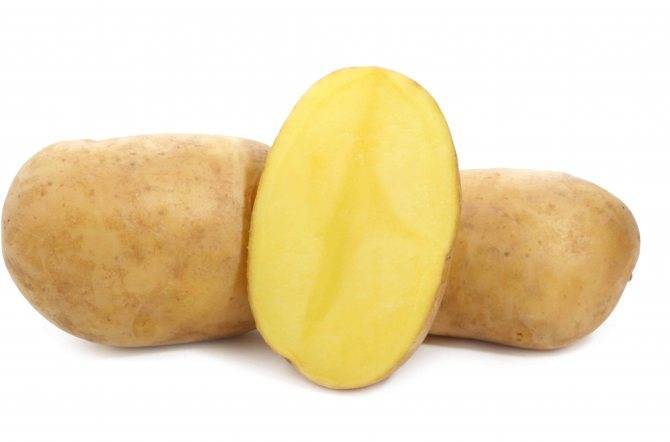 Картофель венета