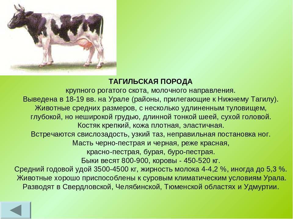Реферат: биологические особенности и продуктивность крупного рогатого скота