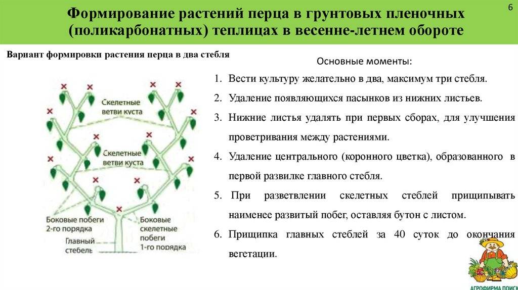 Схема формирования куста перца в открытом грунте