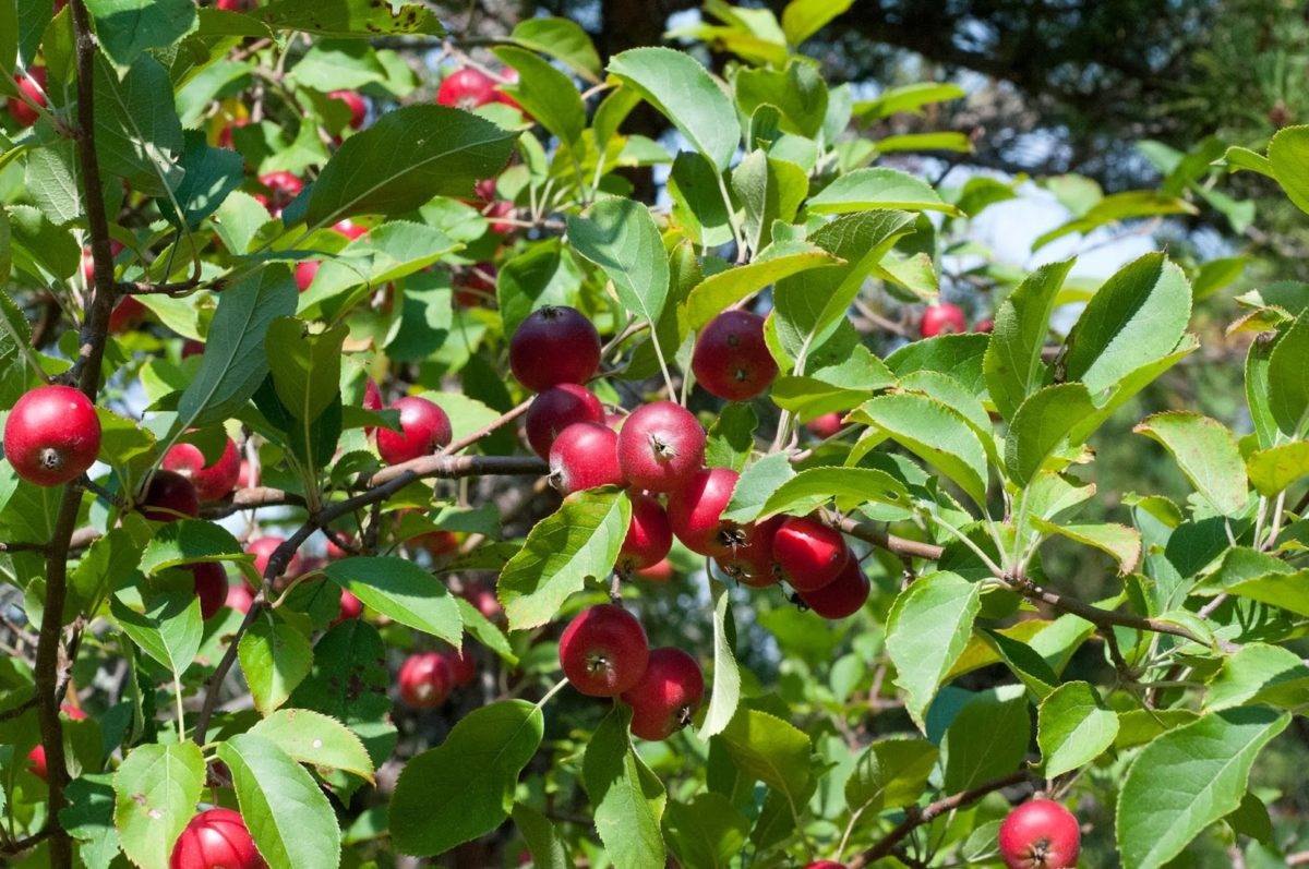 Malus pumila