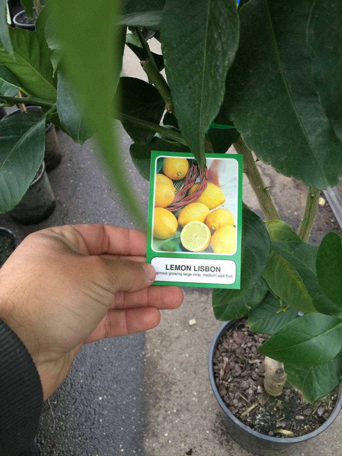 Описание сортов лимона новогрузинский, лисбон, дженоа