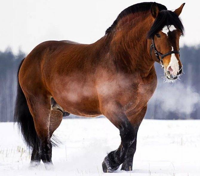 Русский тяжеловоз — порода лошадей: фото и описание, вес, уход и кормление