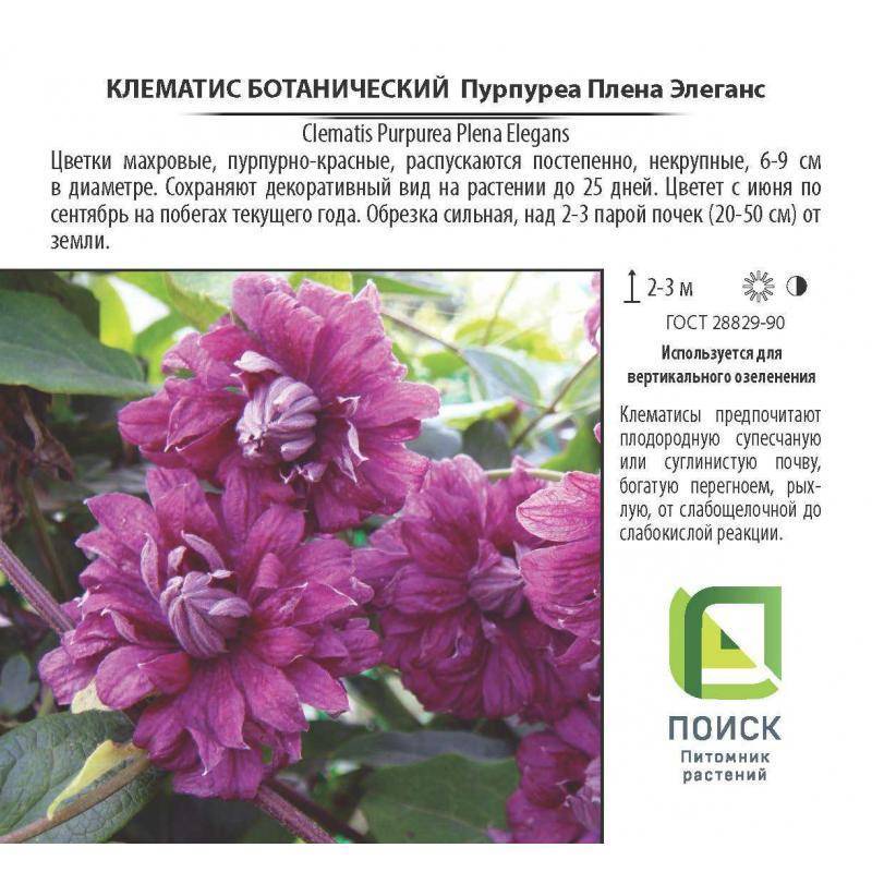 Клематис плена пурпуреа элеганс фото и описание группа