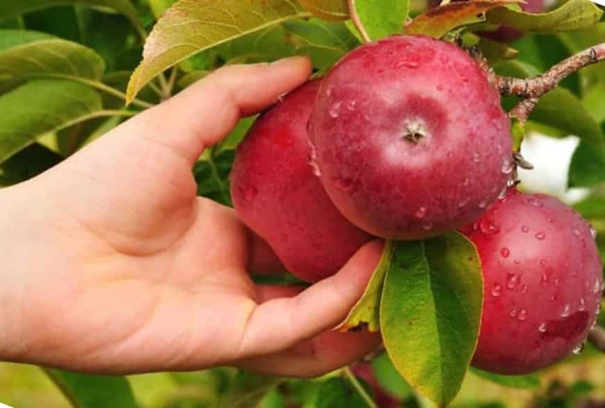 Описание сорта яблони чемпион рено: фото яблок, важные характеристики, урожайность с дерева