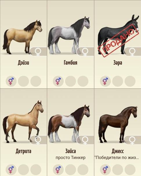 Клички лошадям: история имен, разные клички, фото