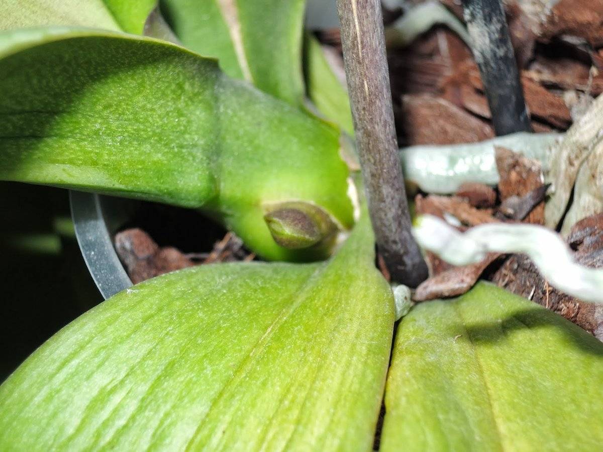 Важные факты о цветоносе у орхидеи — изучаем строение растений