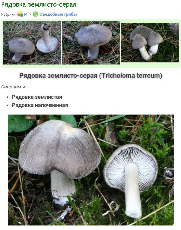 Ядовитые грибы рядовки (говорушки): фото рядовки серой, тигровой и беловатой; как выглядят несъедобные грибы