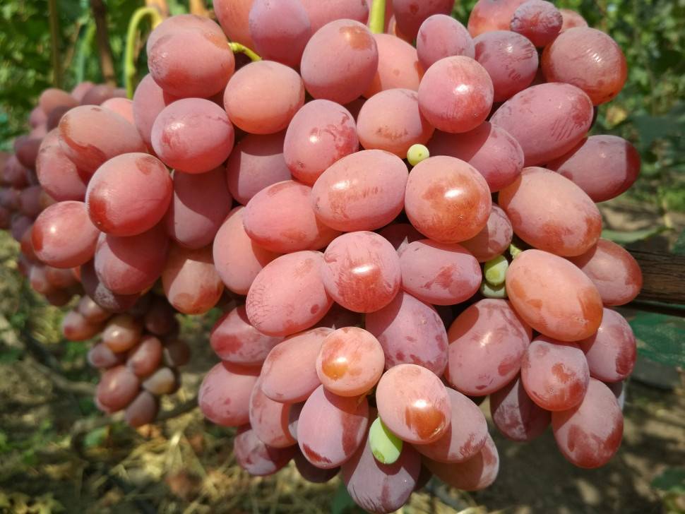 Сорта розового винограда: сравнительная характеристика, отзывы виноградарей