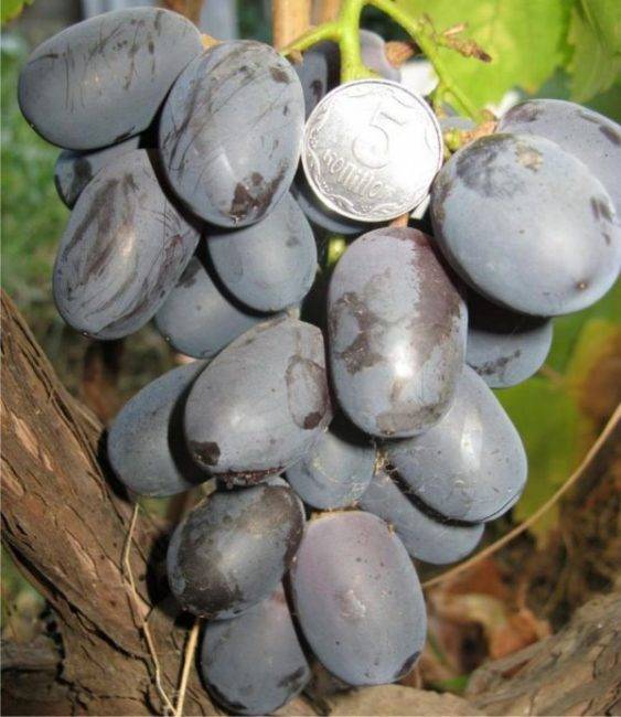 Сорт винограда фуршетный: фото, отзывы, описание, характеристики.
