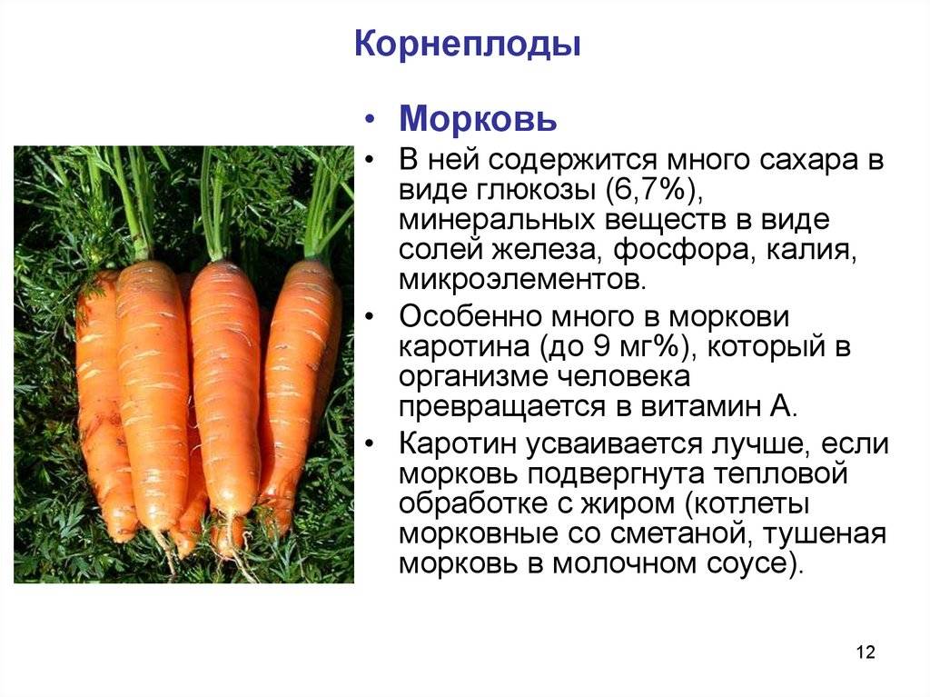 Морковь - 104 фото процесса выращивания полезного корнеплода