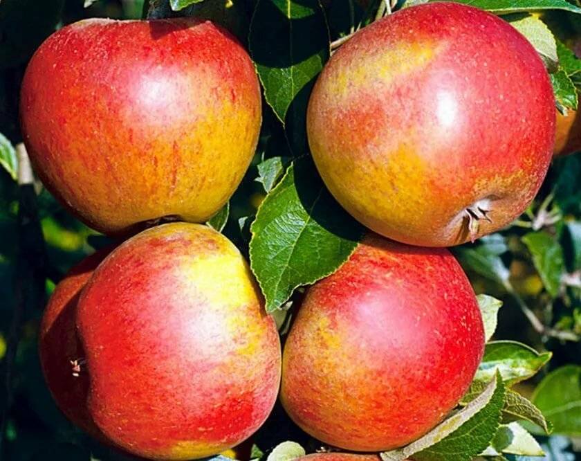 Лучшие сорта сладких яблок: белорусское сладкое, медок, коробовка, конфетное, аркад желтый, описание, характеристика плодов, особенности культивирования
